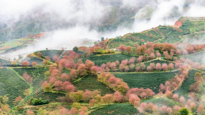 cherry-blossom-tea-hill-sapa-vietnam-cloudy-morning-spring-sa-pa-was-frontier-township-capital-former-district-lao-cai-268344030