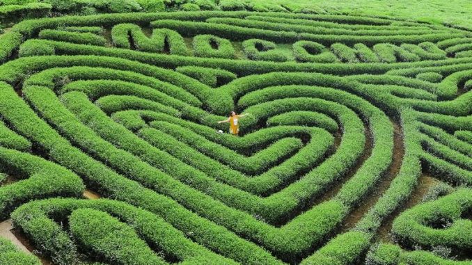 doi-che-trai-tim-moc-chau-68-1